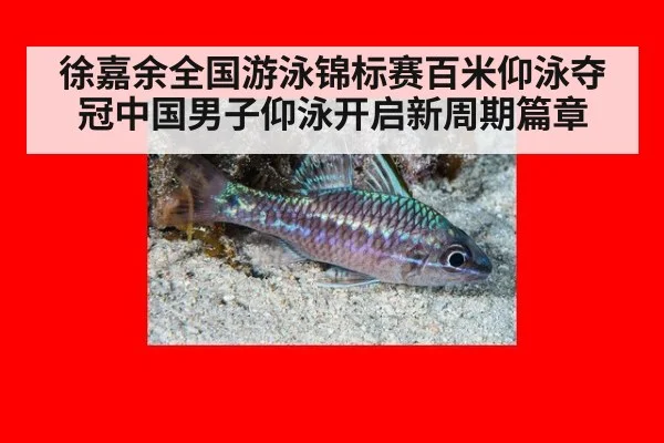 徐嘉余全国游泳锦标赛百米仰泳夺冠中国男子仰泳开启新周期篇章