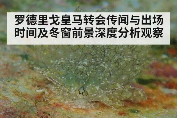 罗德里戈皇马转会传闻与出场时间及冬窗前景深度分析观察